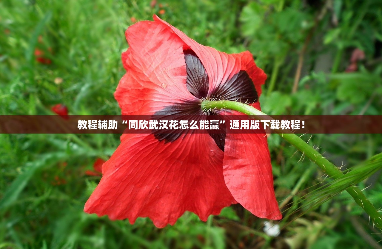 分享实测辅助“鲨鱼扑克有挂吗”(曝光透视必备猫腻)