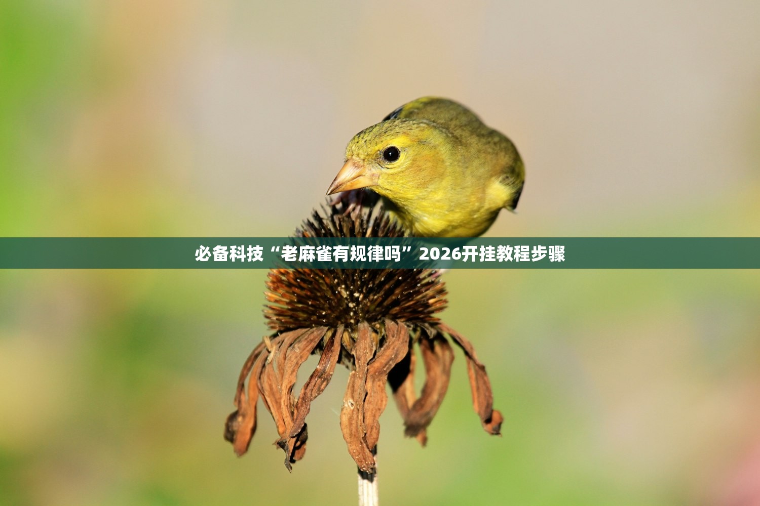 专家分析“葫芦娃3+1可不可以开辅助挂”(曝光透视必备猫腻)