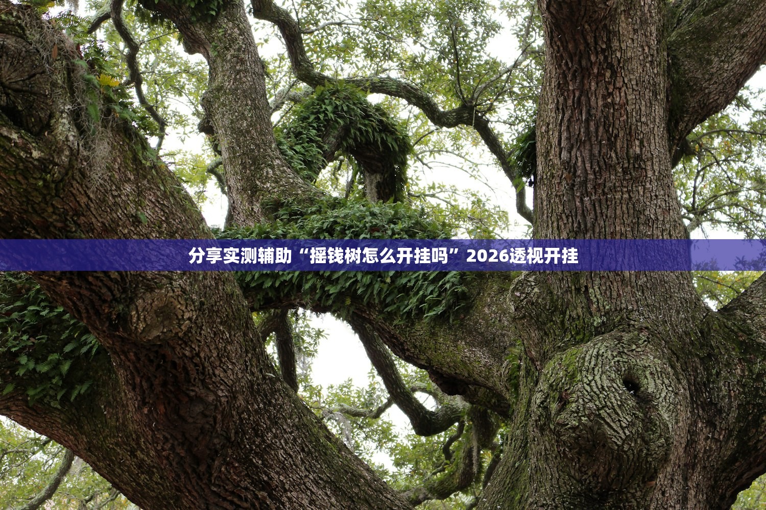实操教程“新蛮王黑科技”详细开挂教程