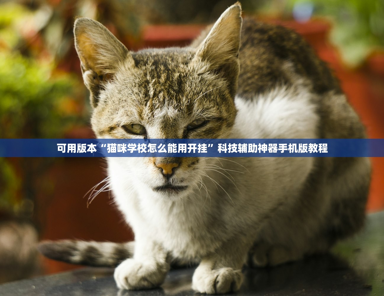 可用版本“猫咪学校怎么能用开挂”科技辅助神器手机版教程