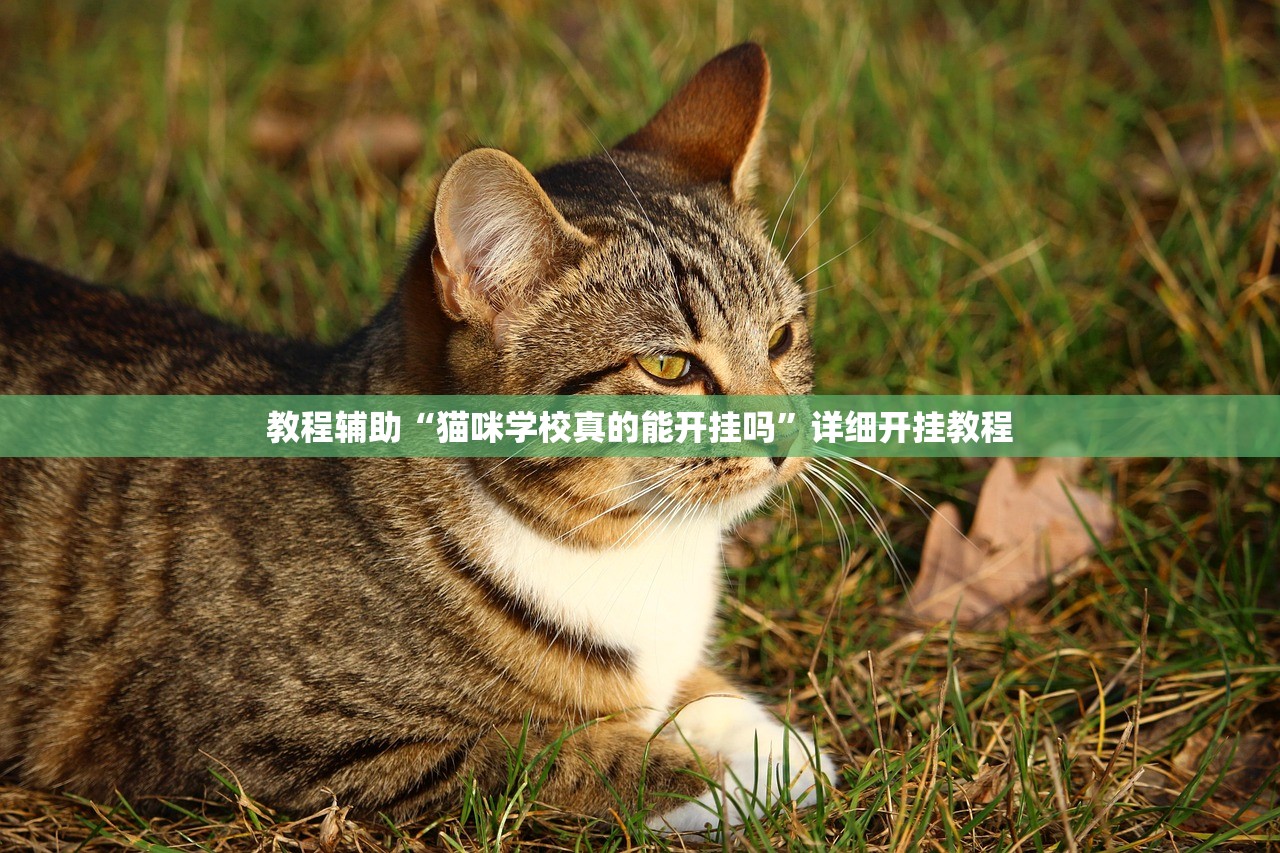 教程辅助“猫咪学校真的能开挂吗”详细开挂教程