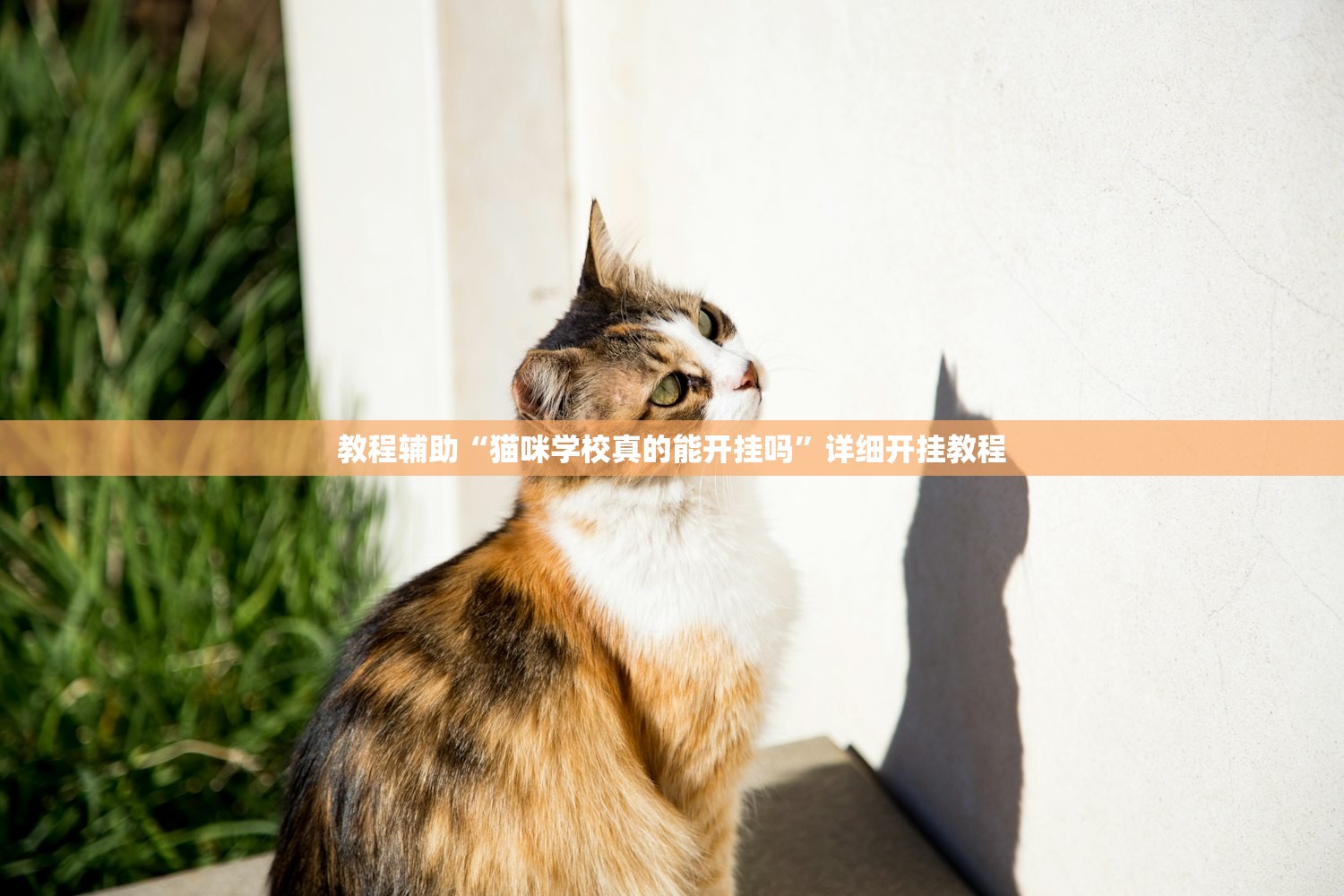 教程辅助“猫咪学校真的能开挂吗	”详细开挂教程