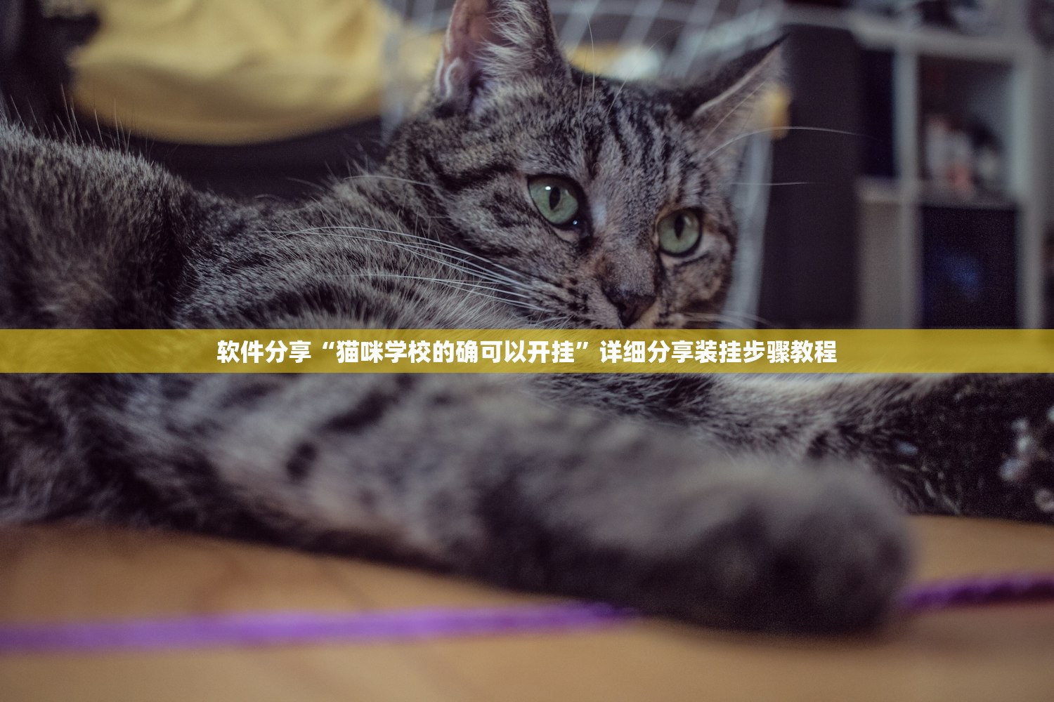 软件分享“猫咪学校的确可以开挂	”详细分享装挂步骤教程