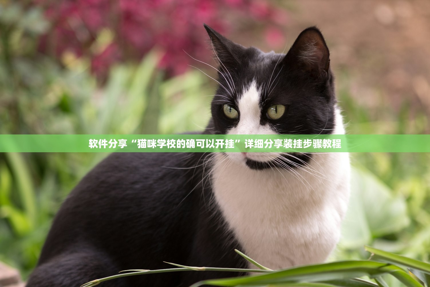软件分享“猫咪学校的确可以开挂	”详细分享装挂步骤教程