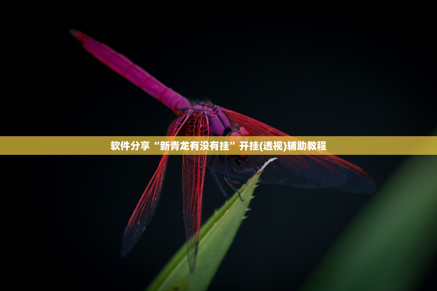 软件分享“新青龙有没有挂”开挂(透视)辅助教程