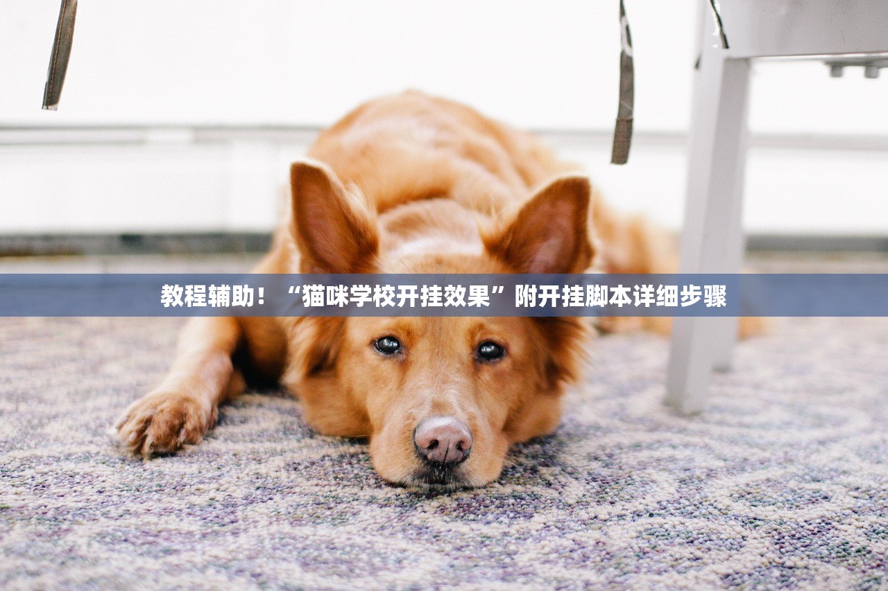 教程辅助！“猫咪学校开挂效果”附开挂脚本详细步骤