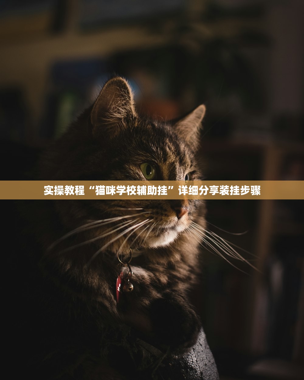 实操教程“猫咪学校辅助挂”详细分享装挂步骤