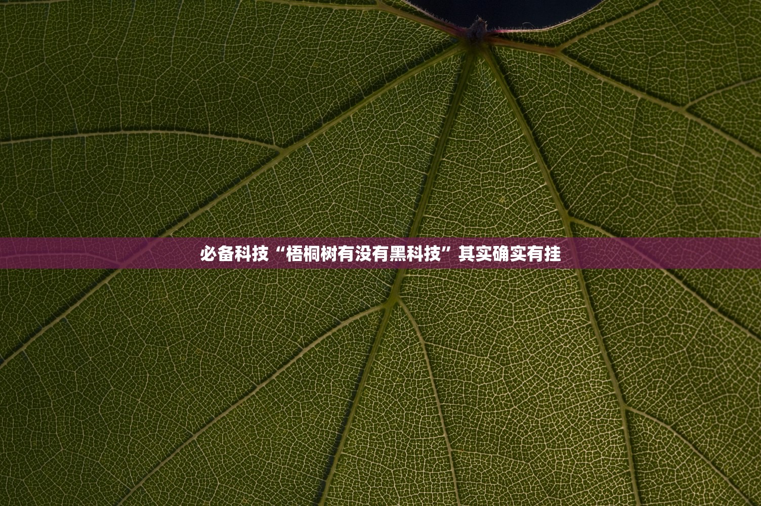 必备科技“梧桐树有没有黑科技”其实确实有挂