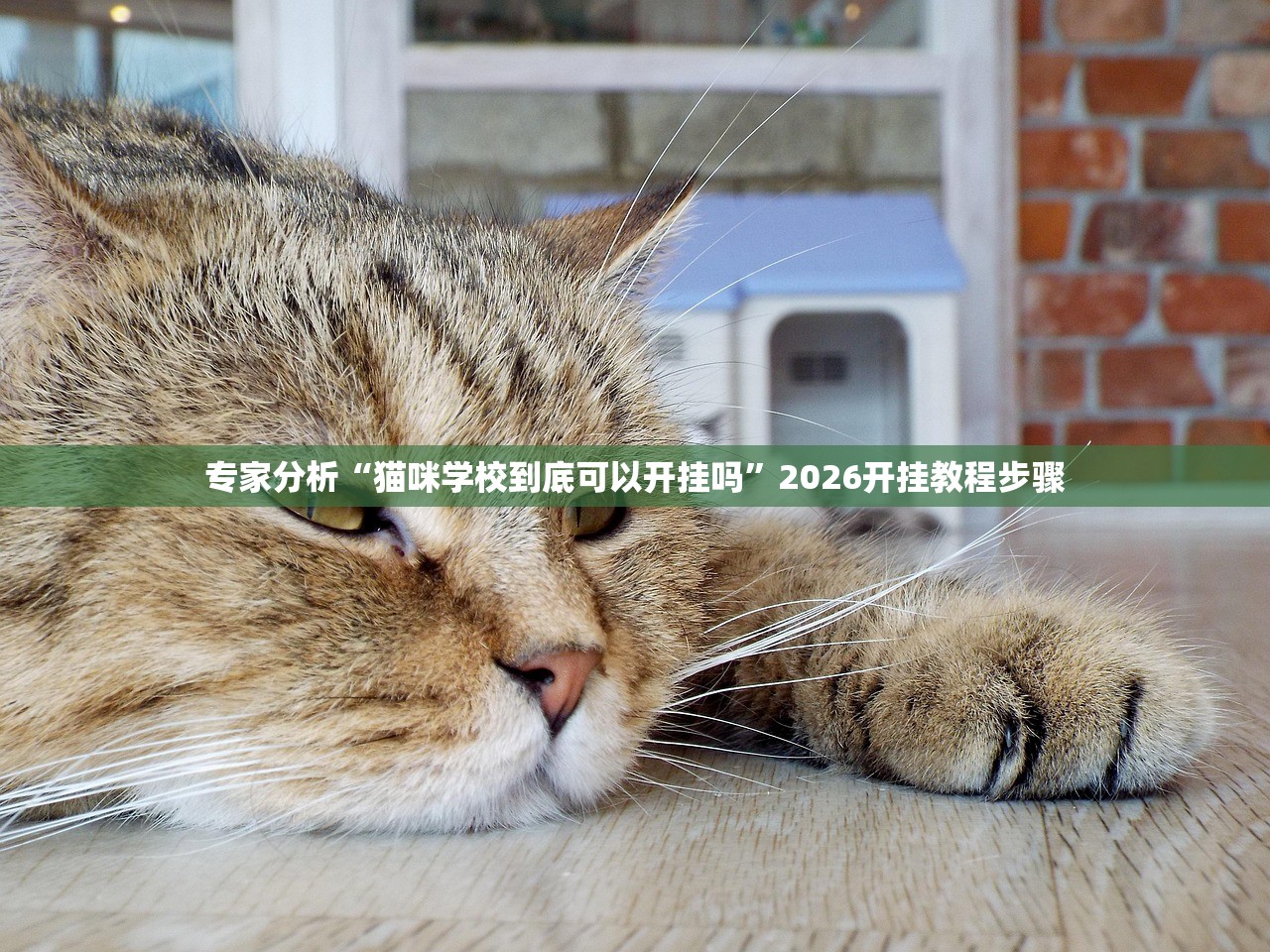 专家分析“猫咪学校到底可以开挂吗”2026开挂教程步骤